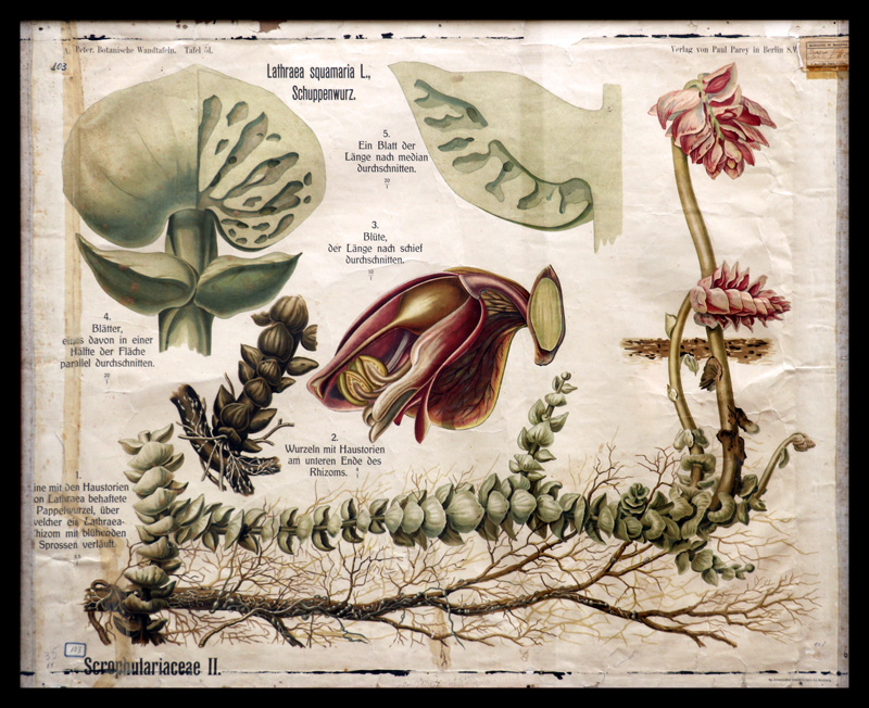 Tafel 51 Scrophuliariaceae